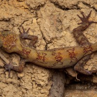 Cyrtodactylus subsolanus Batuwita & Bahir, 2005